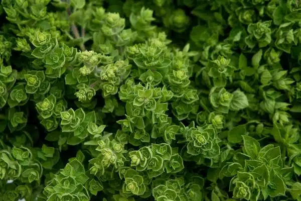 Découvrez les multiples bienfaits d’un jardin de plantes aromatiques pour votre quotidien