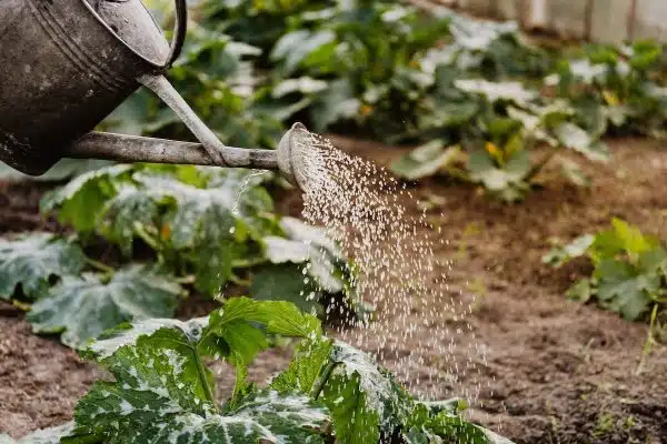 Guide ultime des équipements indispensables pour optimiser l’arrosage de votre jardin