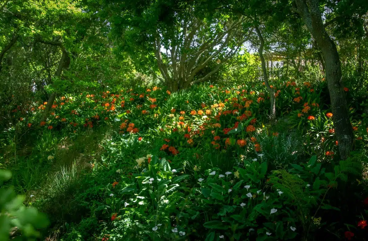 permaculture  jardinage