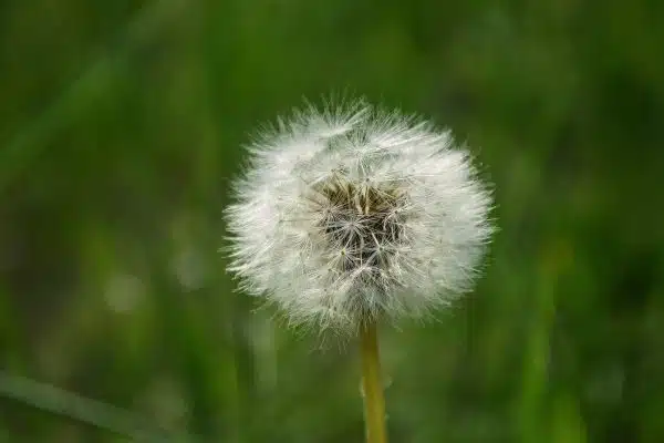 Les astuces naturelles pour éliminer les mauvaises herbes dans votre pelouse