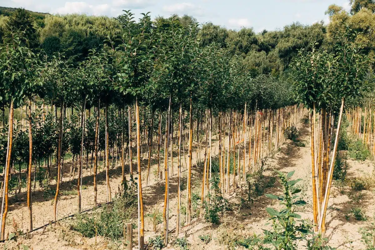 prunus lusitanica