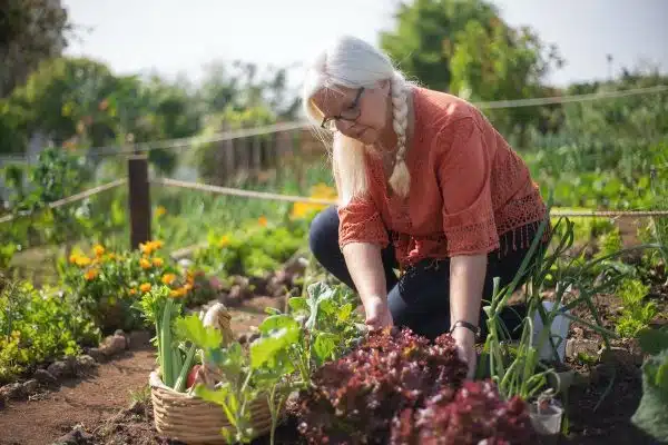 Maximiser la production du potager avec les plantes compagnes : Guide complet