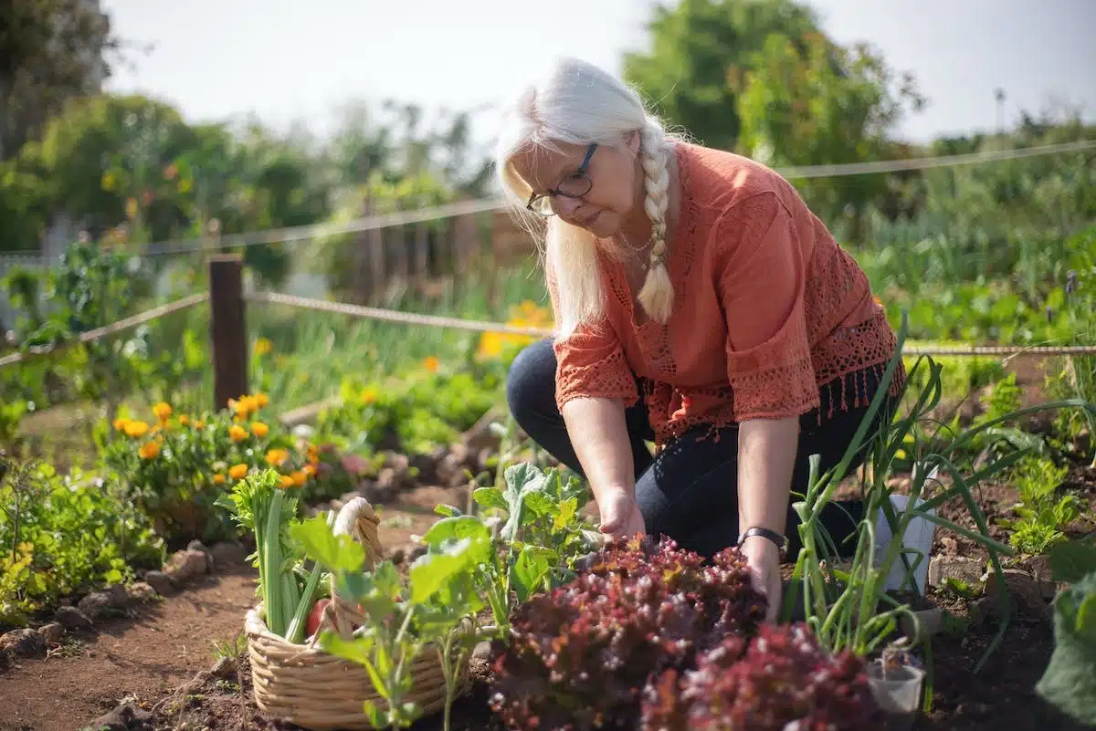 Maximiser la production du potager avec les plantes compagnes : Guide complet