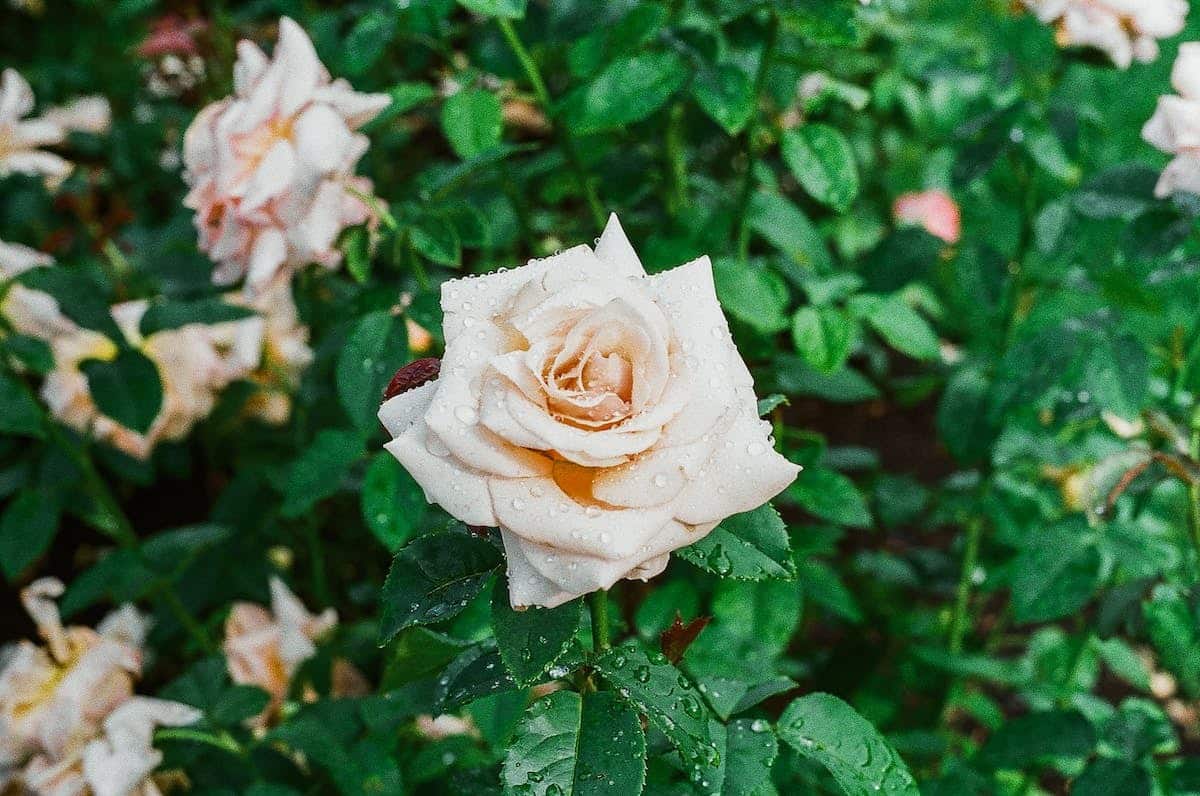 jardin romantique