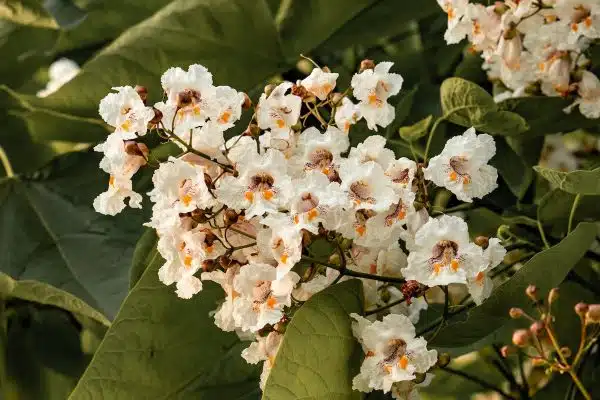 Catalpa boule : la floraison et les caractéristiques de Catalpa bignonioides Nana