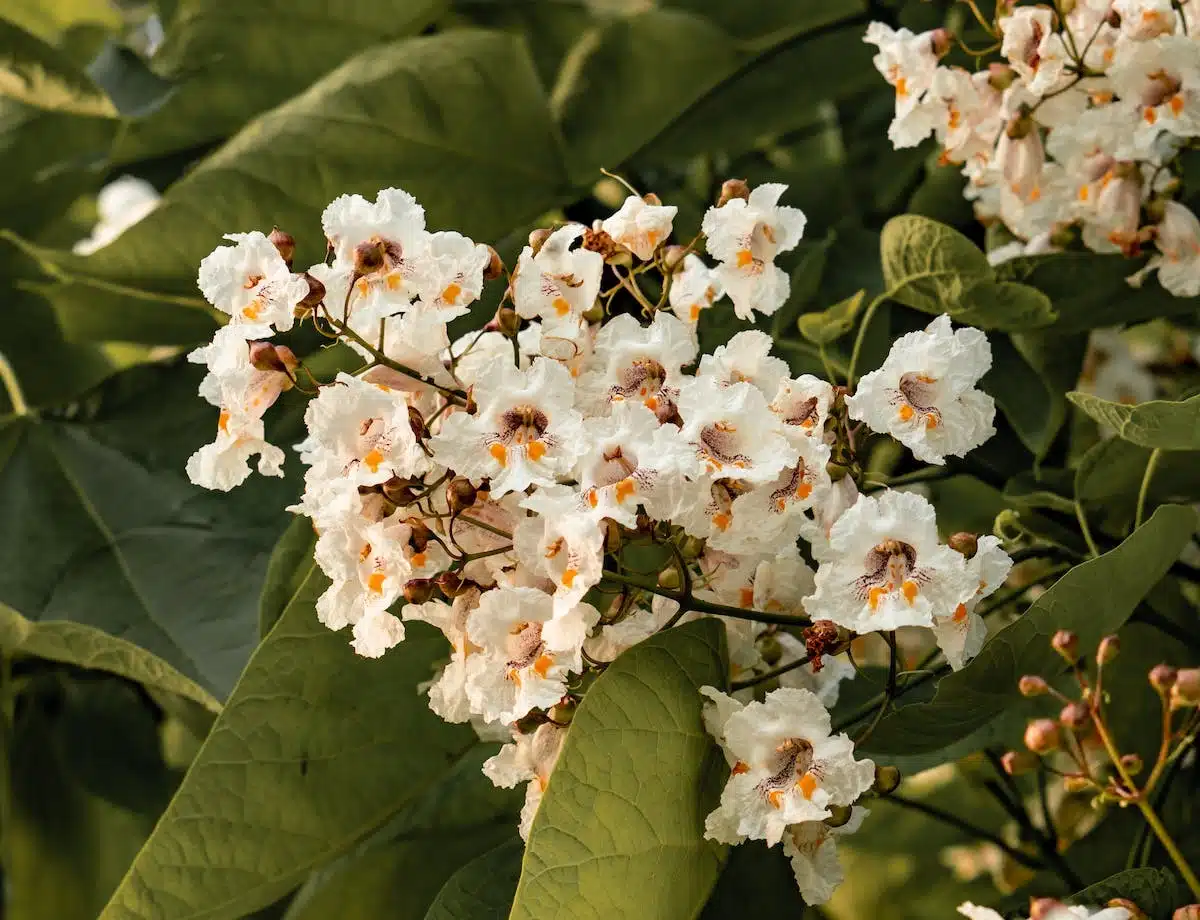 Catalpa boule : la floraison et les caractéristiques de Catalpa bignonioides Nana