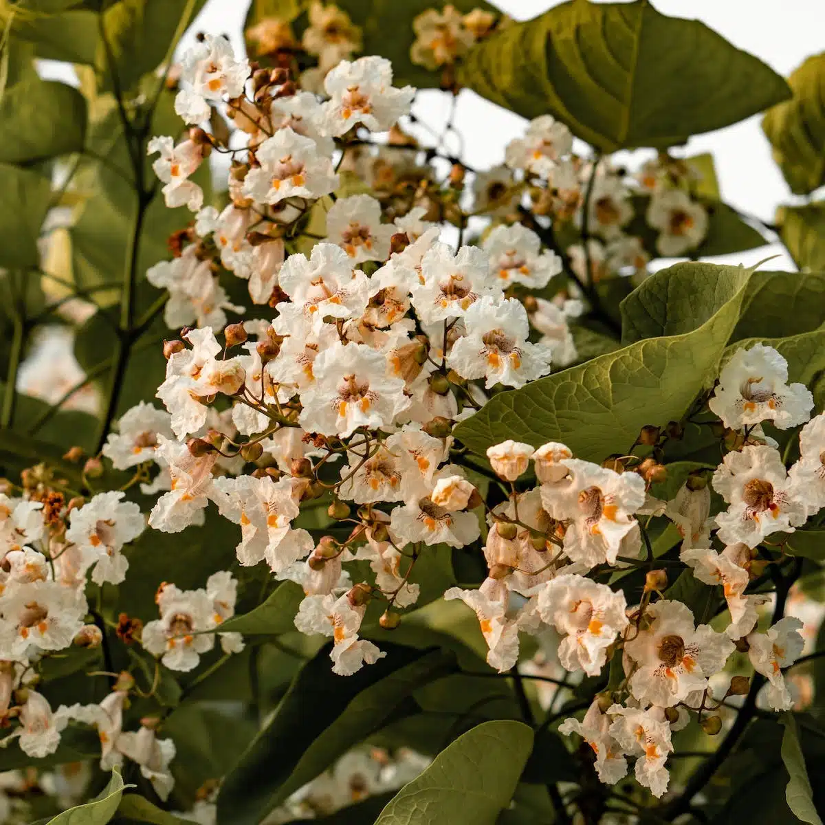 catalpa bignonioides