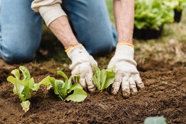 Méthodes naturelles pour contrôler les parasites au potager et préserver l’environnement