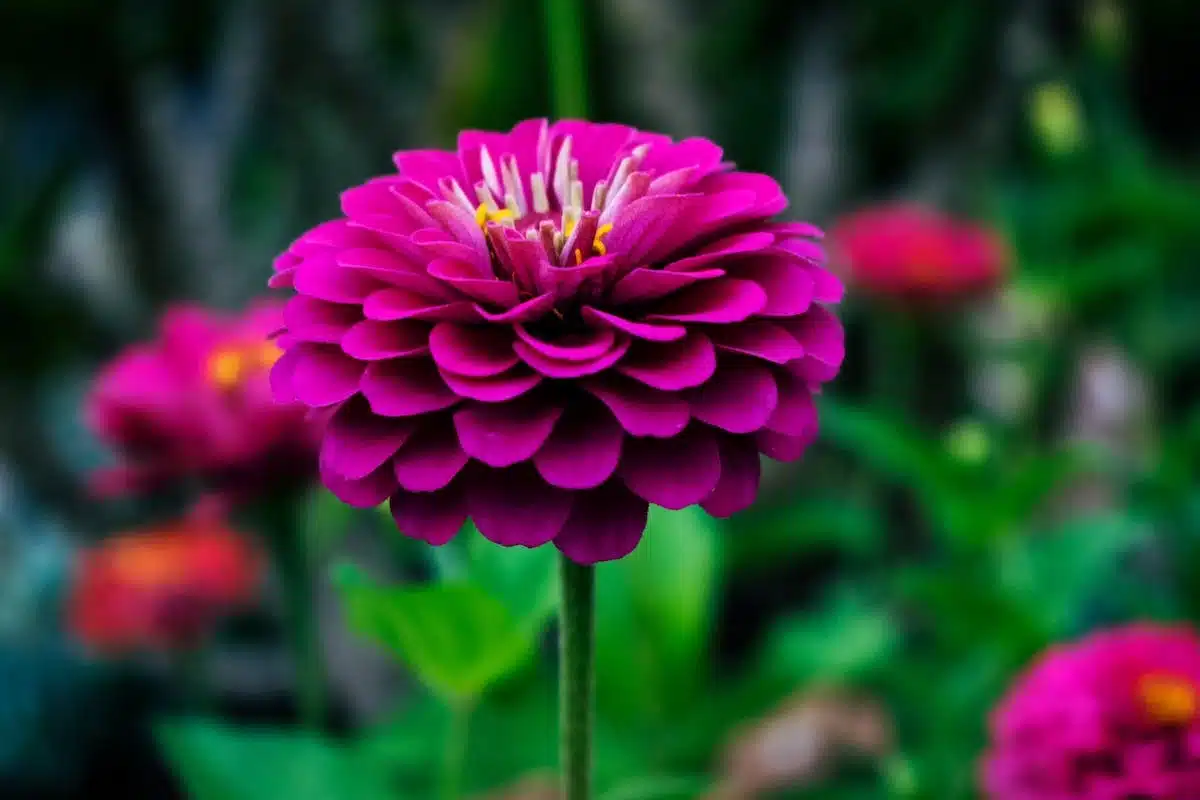 Les fleurs vivaces : un choix incontournable pour un jardin éclatant à chaque saison