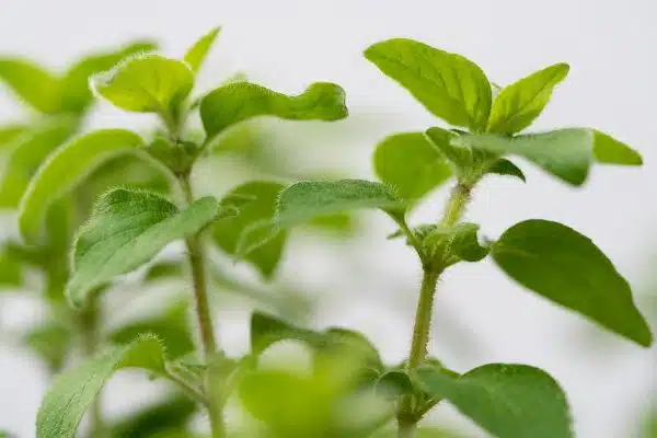 Plantes aromatiques : conseils de culture et idées de recettes en cuisine