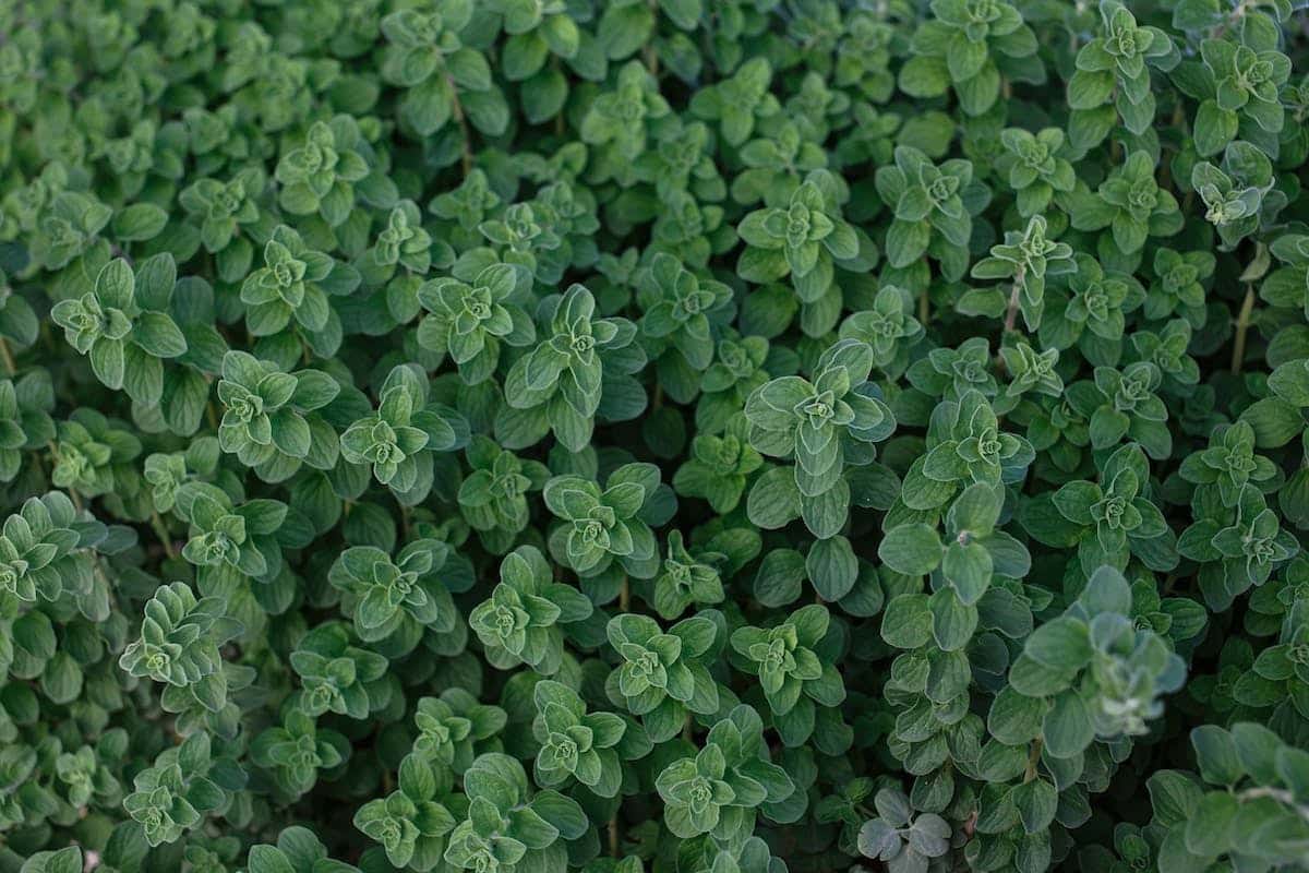 plantes aromatiques