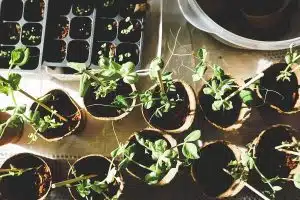 Aménager son potager pour des récoltes abondantes grâce à l’optimisation de l’espace