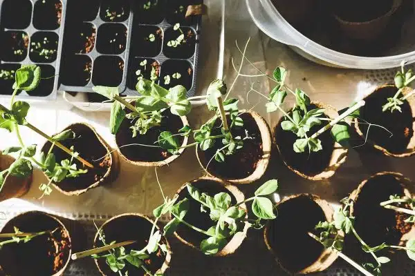 Aménager son potager pour des récoltes abondantes grâce à l’optimisation de l’espace