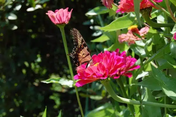 Les plantes idéales pour attirer les papillons dans votre jardin