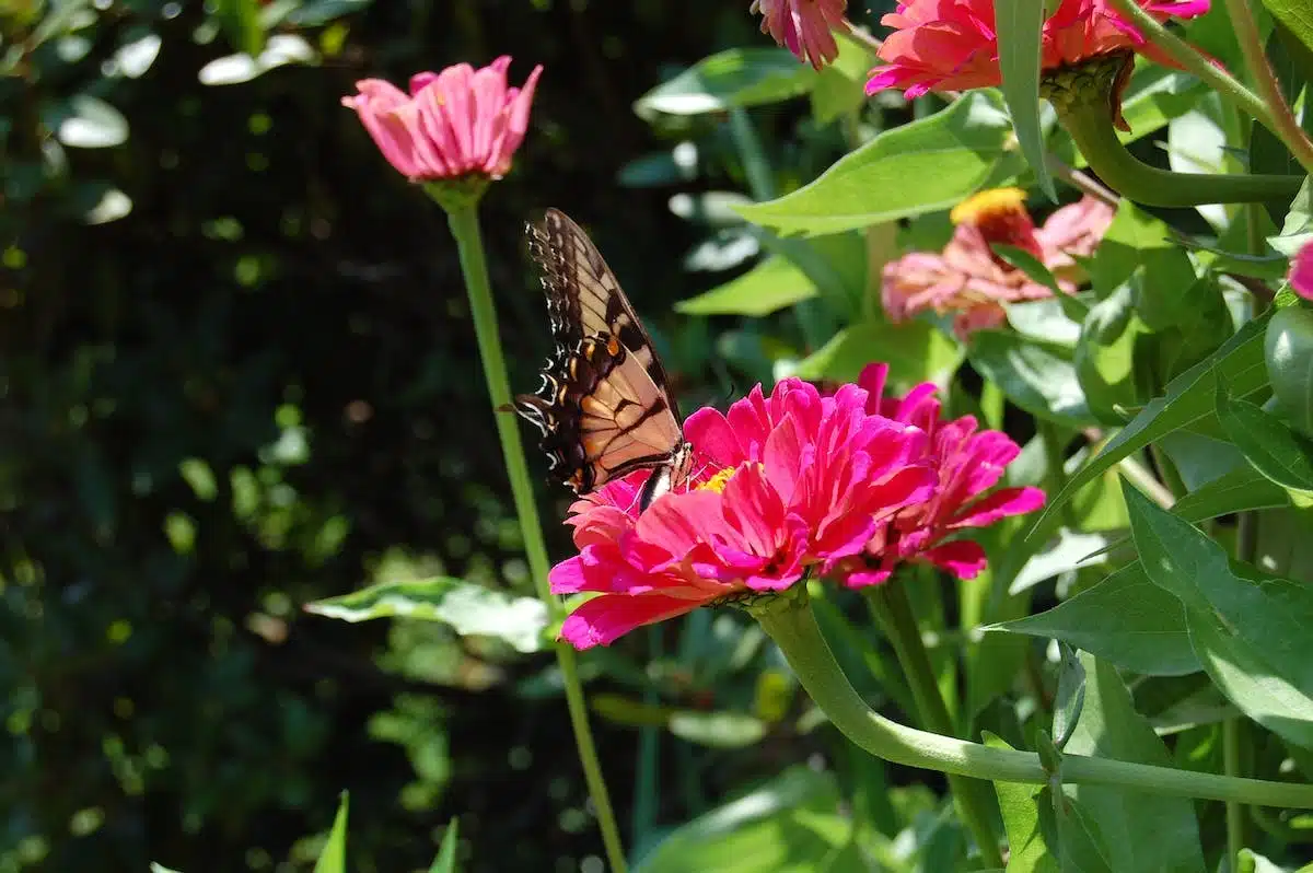 Les plantes idéales pour attirer les papillons dans votre jardin