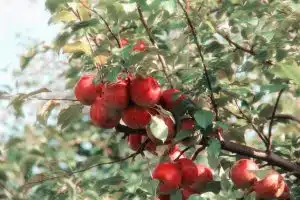 Conseils clés pour faire le bon choix d’arbres fruitiers pour un jardin gourmand