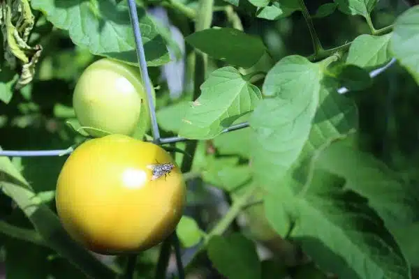 Les ennemis redoutables du potager et des solutions naturelles pour les éradiquer