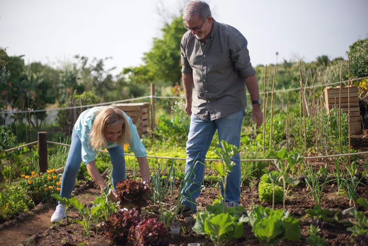 potager  légumes