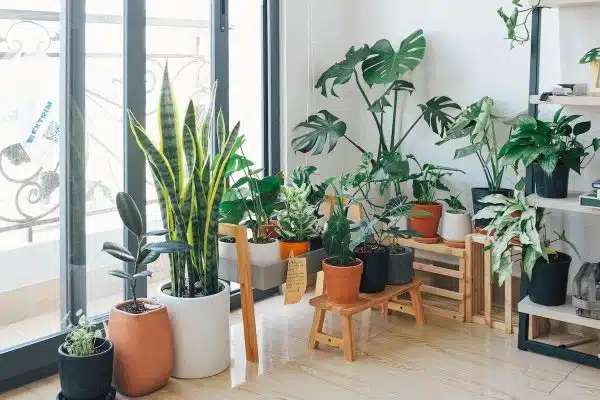 Plantes d’intérieur : conseils pour choisir et prendre soin de vos végétaux