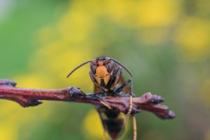 Piège frelon asiatique : comment choisir le meilleur pour votre jardin
