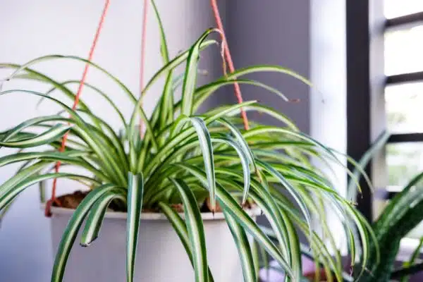 Comment décorer son extérieur avec des pots de fleurs géants ?