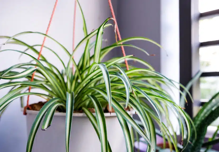 Comment décorer son extérieur avec des pots de fleurs géants ?