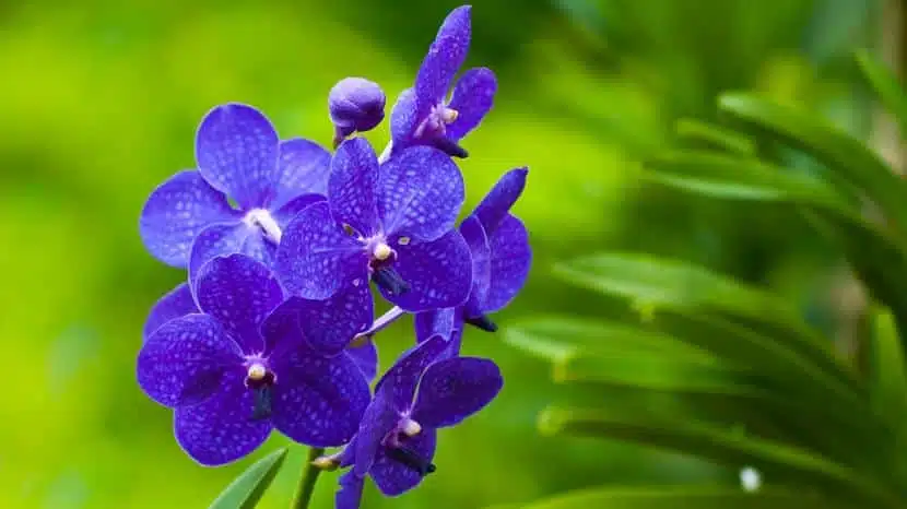 Pourquoi une orchidée est-elle bleue ?