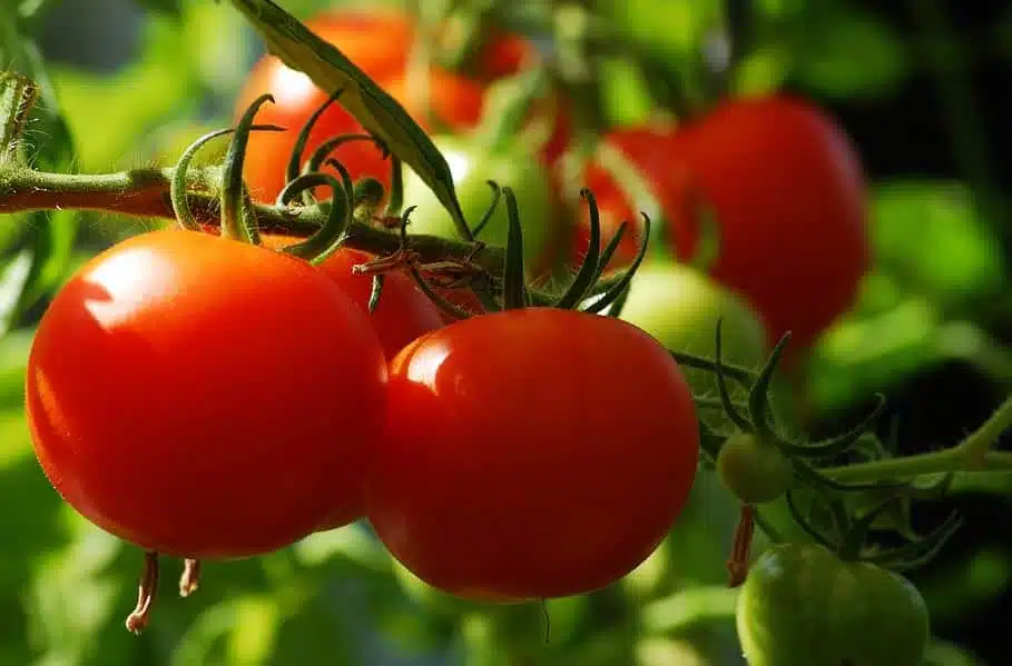 Quelle variété de tomate sans tuteur?