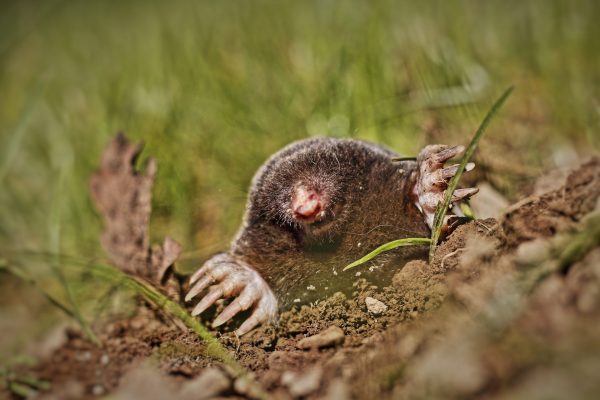 Comment faire fuir les taupes naturellement ?