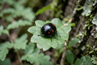 Coccinelle noire à points rouges posée sur une feuille de chêne verte en forêt, photographie macro naturaliste