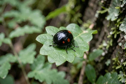 Coccinelle noire à points rouges posée sur une feuille de chêne verte en forêt, photographie macro naturaliste