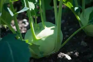 Lutter efficacement contre les nuisibles et les maladies du potager grâce à des méthodes naturelles