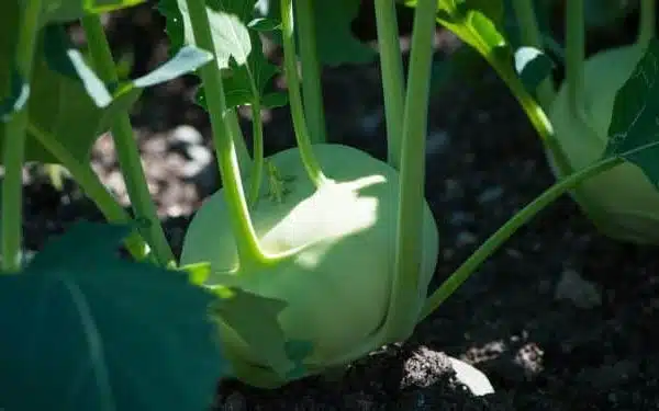 Lutter efficacement contre les nuisibles et les maladies du potager grâce à des méthodes naturelles