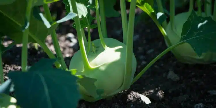 Lutter efficacement contre les nuisibles et les maladies du potager grâce à des méthodes naturelles