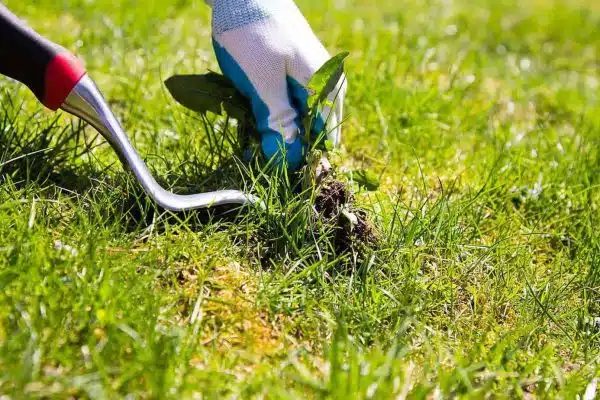 Désherbez votre pelouse régulièrement pour éviter que les mauvaises herbes ne prennent le dessus