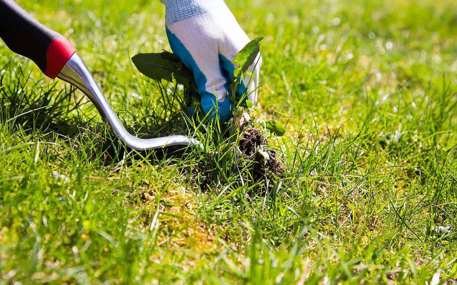 Désherbez votre pelouse régulièrement pour éviter que les mauvaises herbes ne prennent le dessus