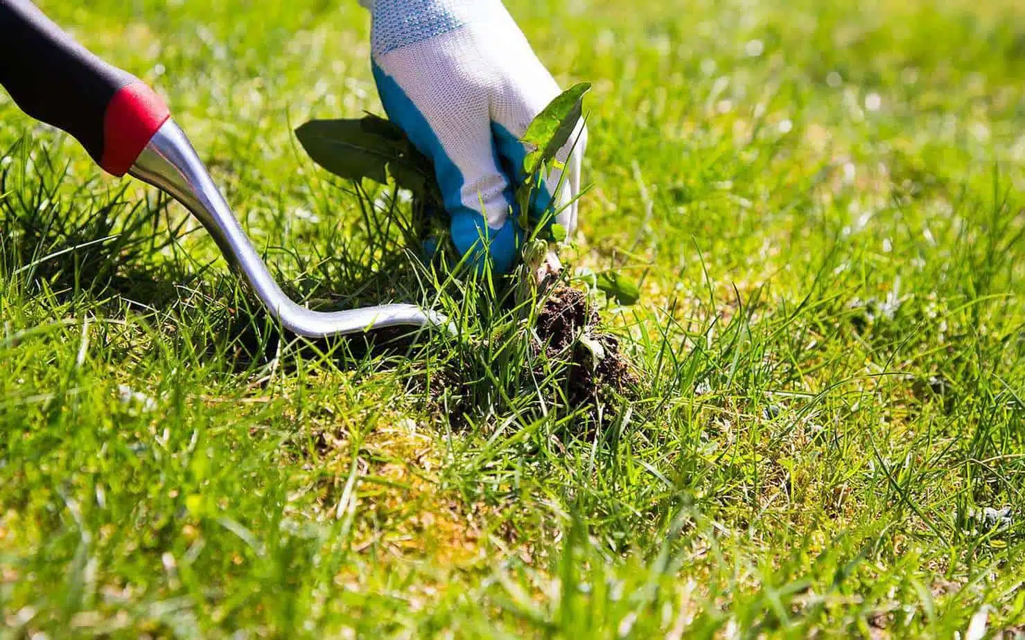 Désherbez votre pelouse régulièrement pour éviter que les mauvaises herbes ne prennent le dessus