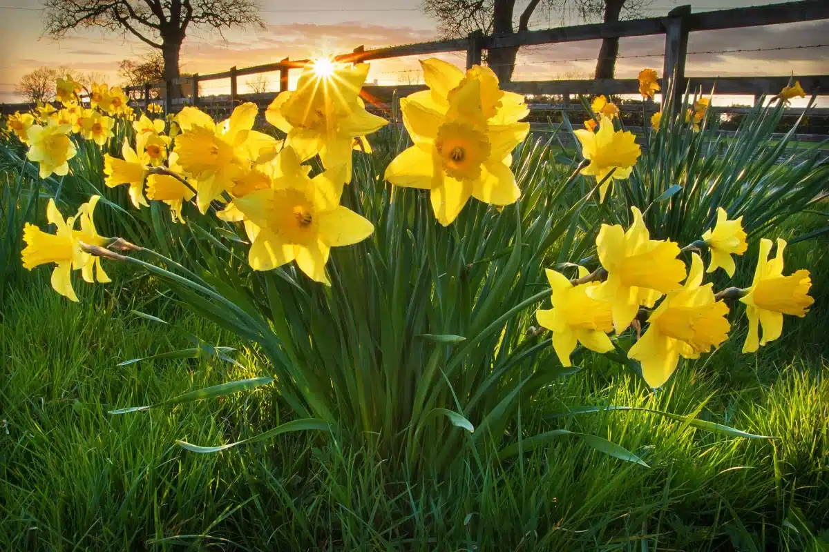 Comment cultiver les jonquilles après floraison ?