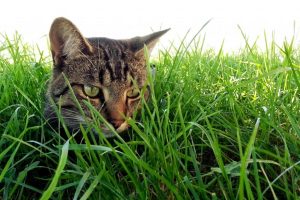 Quel est le prix de l’herbe à chat ?