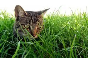 Quel est le prix de l’herbe à chat ?