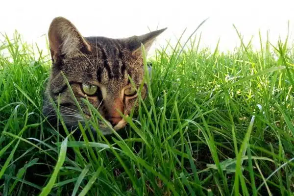 Quel est le prix de l’herbe à chat ?