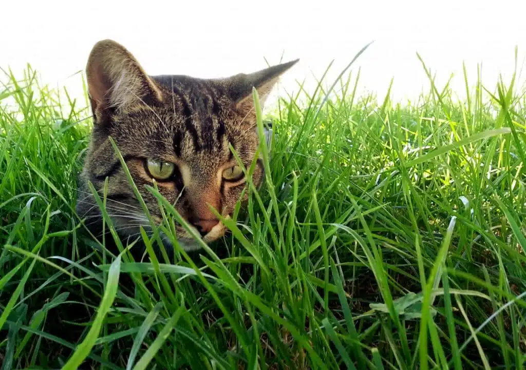 Quel est le prix de l’herbe à chat ?