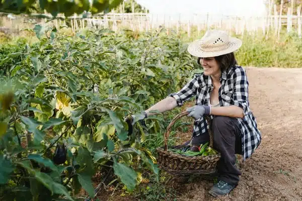 Potagers urbains à Genève – la solution parfaite pour l’environnement