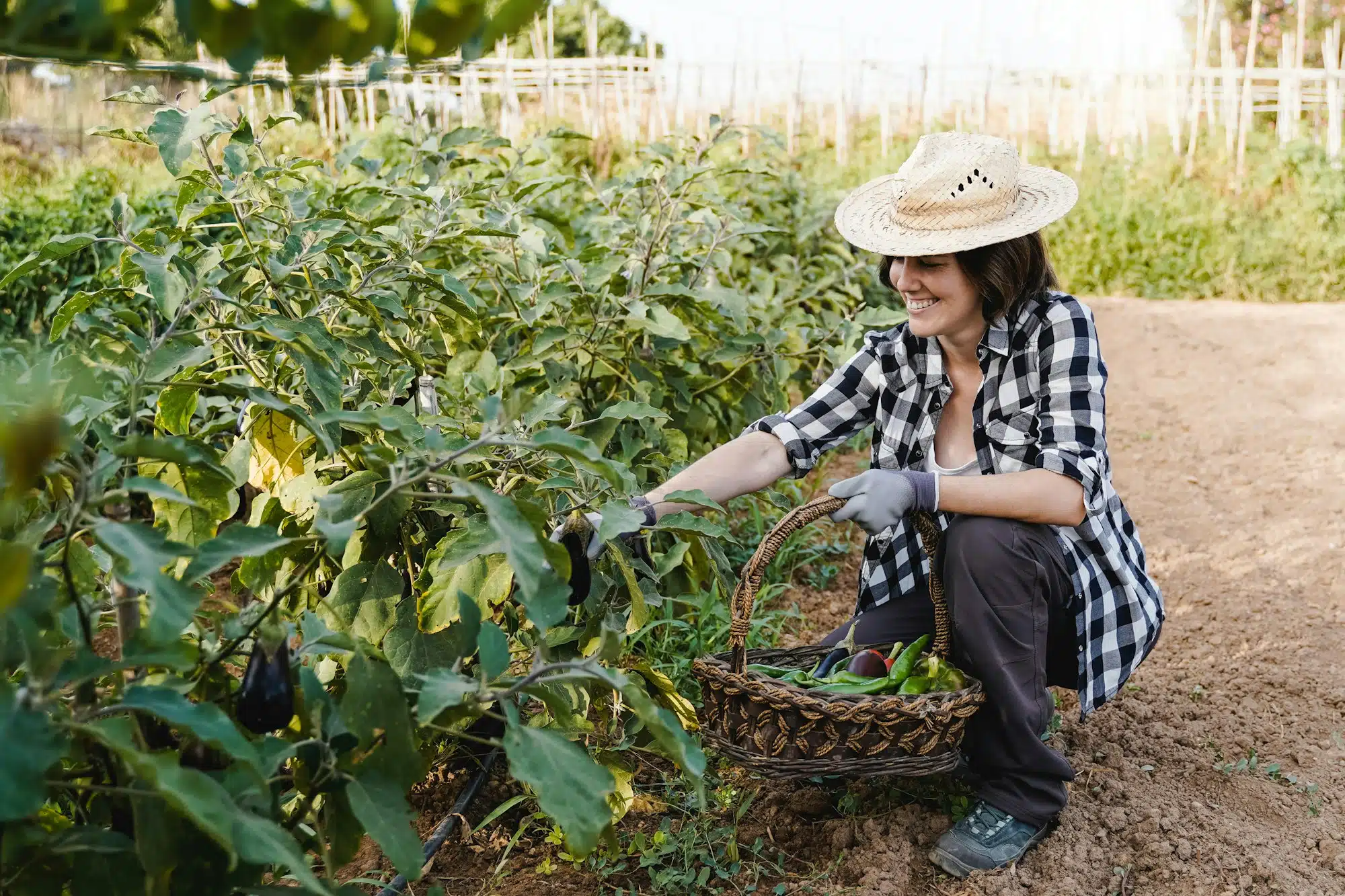 Potagers urbains à Genève – la solution parfaite pour l’environnement