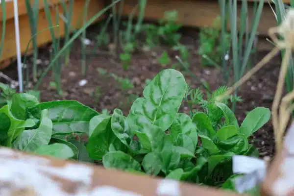 Protégez votre potager grâce à ces astuces simples et efficaces