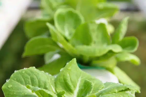 Le kratky : une révolution en hydroponie