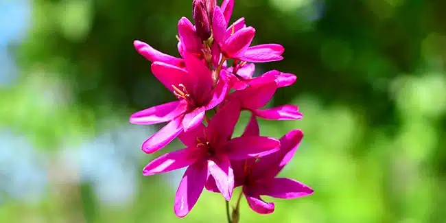 Comment planter les fleurs « terreur des taupes » (incarvillea delavayi) ?