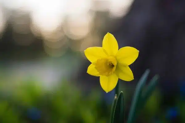 Comment faire pousser des jonquilles dans mon jardin ?