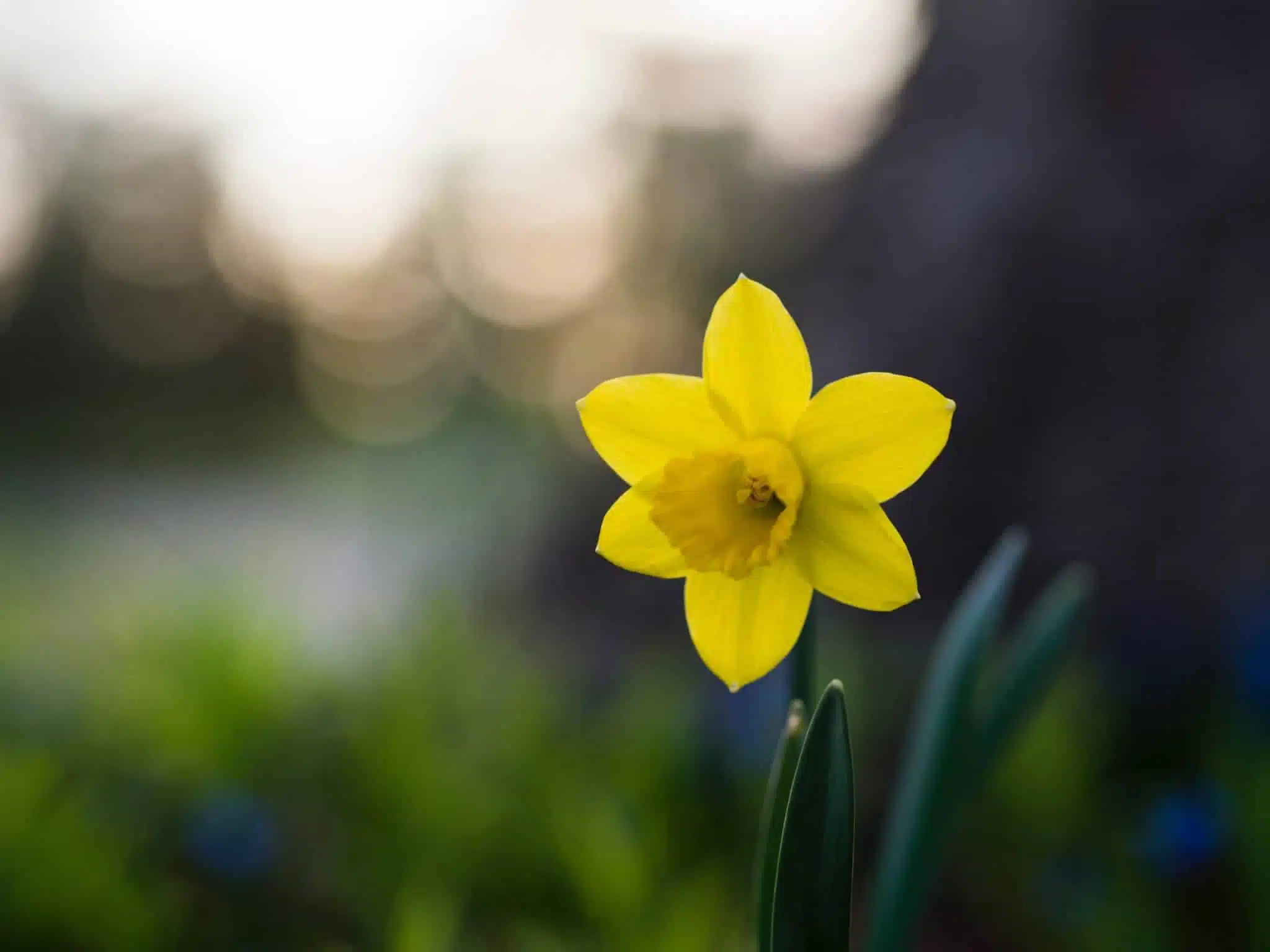 Comment faire pousser des jonquilles dans mon jardin ?