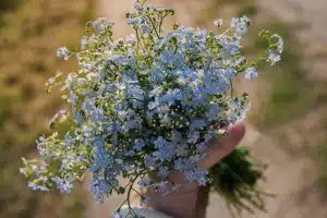 Les meilleures variétés de fleurs pour un jardin coloré et vibrant tout l’été